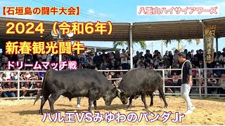 【石垣島の闘牛大会】2024（令和6年）新春観光闘牛 ドリームマッチ戦　ハル王VSみゆわのパンダJr