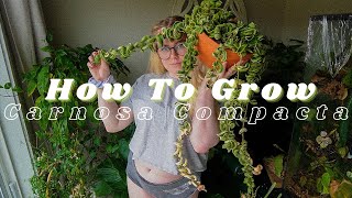 How To Grow & Care for All Hoya Carnosa Compacta Variegata