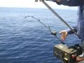 pezzogne sul cristal fishing