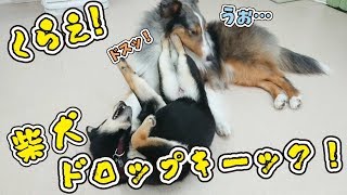 くらえ！柴犬ドロップキーーーック！！ 🐶ひみつきちなう！②🐶 (シェルティ) 2019年7月1日