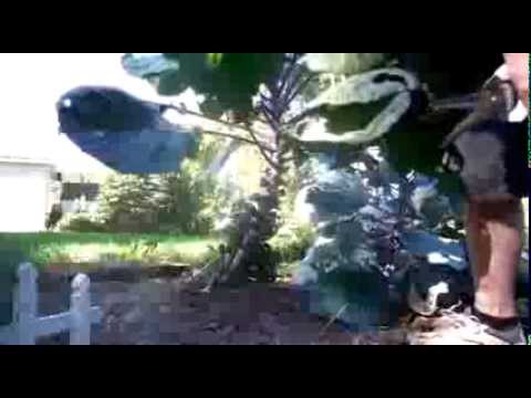 Brussel Sprouts Purple-How to grow brussel sprouts Brussel Sprouts Purple-How to grow brussel sprouts