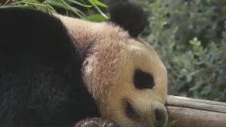 San Diego Zoo, Safari Park cut summer hours: When both will be open now
