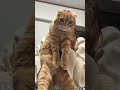 うち 弟 のにゃんこが相変わらずかわいすぎる件🐱 愛猫 スコティッシュフォールド折れ耳 ねこのいる生活 shorts