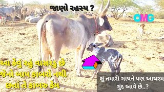 કેવું રહસ્ય છે ..?જાણો ગાય વિશેની બે અદભુત વાતો..✌️☝️🫶😍@k.n.kola.javantri