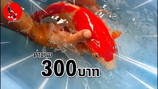 ปลาคาร์ฟลูกนอก ตัวละ300บาท เลี้ยงในบ่อทำเองถูกๆ l คุณพ่อคราฟ EP.36