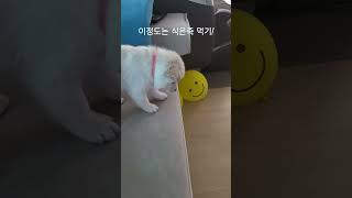 우리동네 짱은 나야나! 겁없는 견생 39일차 강아지!#오둥이#백설이#간큰강아쥐