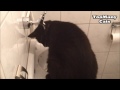 toomanycats gino funny cat drinking water