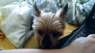 Yorkie refuses to let me work