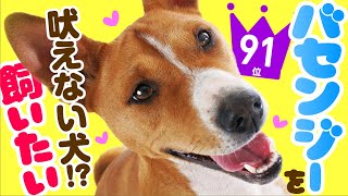 ❤️人気91位【バセンジーってどんな犬？】子犬の価格や性格、寿命、飼いやすさは？ カワイイ動画でチェック！