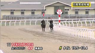 【2016育成馬展示会　調教映像】上場番号77 ナイキトライアンフの１４