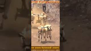 घाटाचा राजा ब्रिजेश धुमाळ #bailgadasharyat #झेंड्या व हारण्या