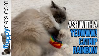 What Does Catnip Do to Cats: Happy Ragdoll Cat Ash and a Yeowww! Catnip Rainbow 🌈