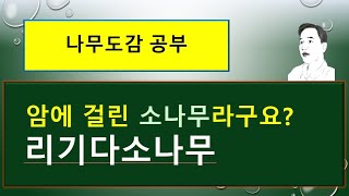 리기다소나무는 어떤 소나무일까?