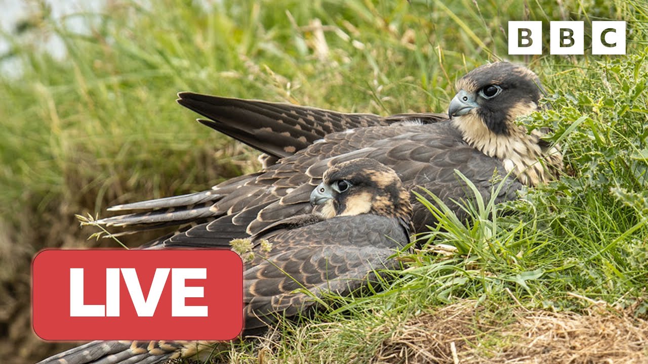 рџ ґ Live Wildlife Cameras рџ љ 31 May рџњє Bbc Springwatch 2023 Youtube