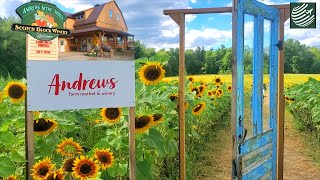 SUNFLOWER FARM | CANADA, ONTARIO