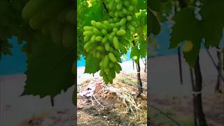 Grape Farming | द्राक्ष बागायतदार शेतकरी | Grape Farming in India | #shorts