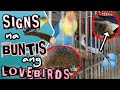 PAANO MALALAMAN KUNG BUNTIS ANG LOVEBIRDS / HOW TO KNOW PREGNENT AFRICAN LOVEBIRDS - VLOG 24