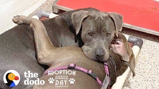 Pittie Best Friends Had To Be Adopted Together  | The Dodo Adoption Day