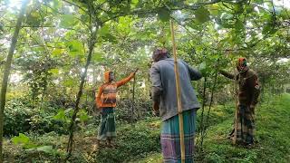 ভোরবেলা জমিতে আসছি সিম তোলার জন্য বাজারে সিম 300 টাকা কেজি আগাম সেম চাষ করছি