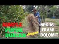 Pemupukan Durian di Masa Vegetatif Dengan Dolomit + Npk 16 dan Jerami.