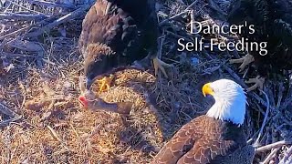 #455🦅Captiva Eagle Nest／Clive💗Connie／Dasher \u0026 Dancer ／Window To Wildlife／Captiva Eagle Cam