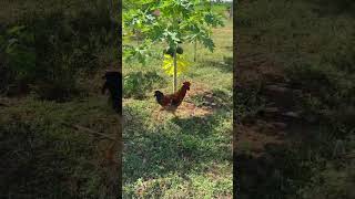 నాటు కోడి | Free range chicken | natural farming | love |  #nature #chicken #eggs #chicken #shorts