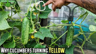 Why do cucumbers turn yellow | small and big |  \