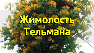 Жимолость тельмана. Краткий обзор, описание характеристик, где купить саженцы lonicera