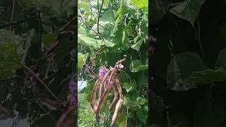 அறுவடைக்கு தயாராக இருக்கும் அவரை #gardening #shorts viral#public #vegitables #shorts #viral videos