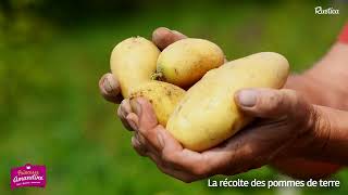 La récolte des pommes de terre Princesse Amandine®