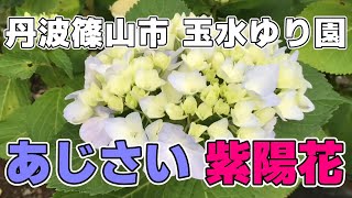 【あじさい】玉水ゆり園の紫陽花 2023年06月