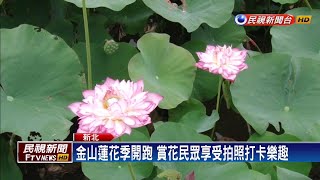 金山蓮花季開跑 賞花民眾享受拍照打卡樂趣－民視新聞