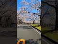 sakura u0026 fuji ซากุระ ฟูจิ nature cherryblossom japan