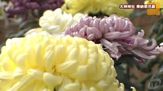 大神神社　奉納菊花展