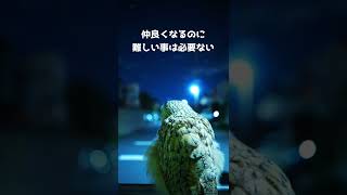 フクロウ飼いに必要な事