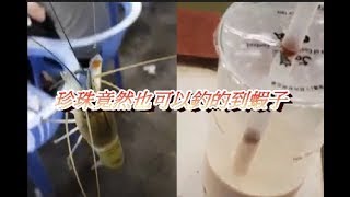 【瘋狂兄弟】外雙溪體驗學習釣蝦 (驚見有人用珍珠釣蝦)Shrimp fishing