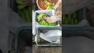 Panetha Gujarat India 🇮🇳 Banana 🍌 cutting ✂️ and packing part 462