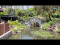 輕輕鬆鬆，賞花遊蹤 藍花楹 荔枝角公園 沙田公園 jacaranda lai chi kok park sha tin park north garden