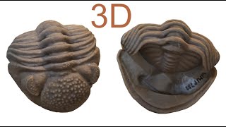 3D Model of the Middle Devonian Trilobite Eldredgeops norwoodensis