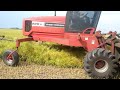 swathing canola