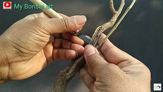 Just refining a Pongamia pinnata