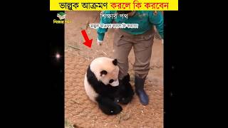 ভাল্লুক আক্রমণ করলে কি করবেন || শিক্ষার পথ