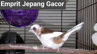 Burung Emprit Jepang Gacor | Emprit Jepang Gacor #finch #shorts #emprit