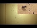 DIY - How to get rid of Wood Borer - 100% Fix