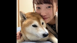 柴犬福 姉に絡まれてる時の柴犬-総集編🤣Sister and Shiba👩🐶🤣