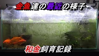 稚魚がBIGになってきた！和金飼育記録15