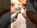 How To Trim Budgie's Beak