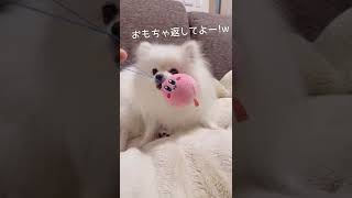 子供たちが片付け忘れたおもちゃの末路…w   #Shorts    Cute gesture of pet dog    【ポメラニアン】