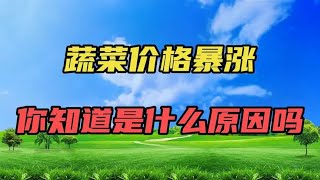 蔬菜价格暴涨，你知道是什么原因吗？#老百姓的菜篮子#蔬菜暴涨