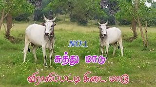 சுத்து மாடு 👿 தஞ்சாவூர் கிடை மாடு 😼ஆட்டம் தொடர போகுது #jallikattu Vandakottai புதுகை பரணி #best #vk